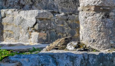 Antik Tulum 'daki kayalıklardaki dev Iguana kertenkele hayvanı, Tulum Mexico' daki tropik doğal orman palmiyesi ve deniz manzarasında tapınak kalıntıları ve eserlerle Maya bölgesini harabeye çeviriyor..
