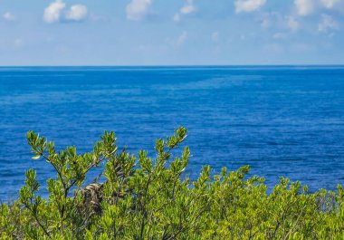 Antik Tulum 'daki doğal deniz manzarası, Tulum Meksika' daki tropikal doğal orman palmiyesinde tapınak kalıntıları ve eserlerle Maya bölgesini harap ediyor..