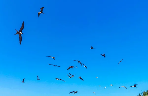 Fregat Bird Birds Flock Flying Blue Sky Background Beach Beautiful — Foto Stock