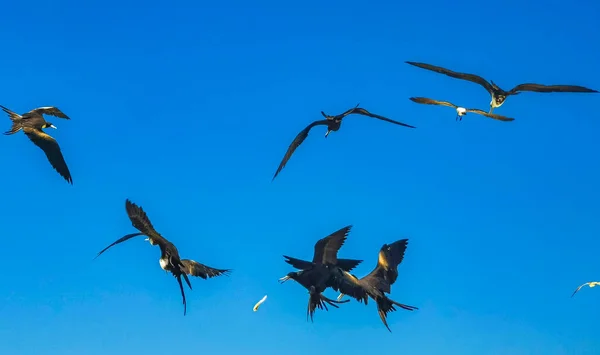 Fregat Bird Birds Flock Flying Blue Sky Background Beach Beautiful — 图库照片