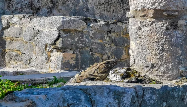 Antik Tulum 'daki kayalıklardaki dev Iguana kertenkele hayvanı, Tulum Mexico' daki tropik doğal orman palmiyesi ve deniz manzarasında tapınak kalıntıları ve eserlerle Maya bölgesini harabeye çeviriyor..