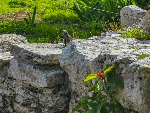 Huge Iguana Gecko Animal Rocks Ancient Tulum Ruins Mayan Site — стокове фото