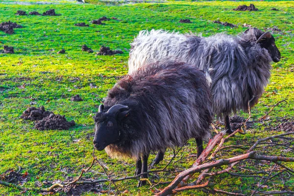 Молоді Маленькі Кози Вівці Фермі Брейгерпарк Німеччина — стокове фото