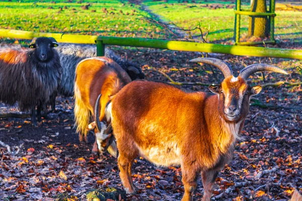 Young Cute Small Goat Goats Sheep Farm Bruegerpark Bremerhaven Germany — стоковое фото