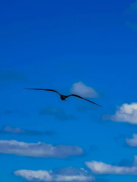 Fregat bird birds flock are flying around with blue sky background above the beach on the beautiful island of Contoy in Quintana Roo Mexico.