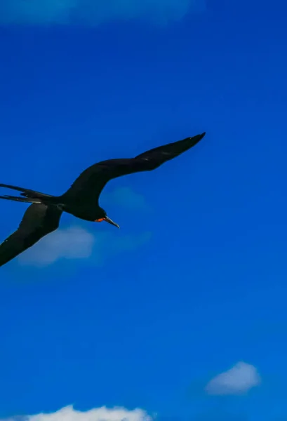 Fregat Bird Birds Flock Flying Blue Sky Background Beach Beautiful — Stock Photo, Image