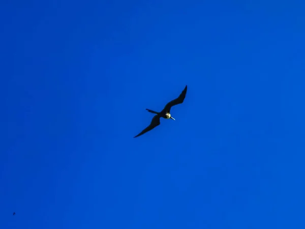 Fregat Pássaro Pássaros Rebanho Estão Voando Redor Com Fundo Azul — Fotografia de Stock