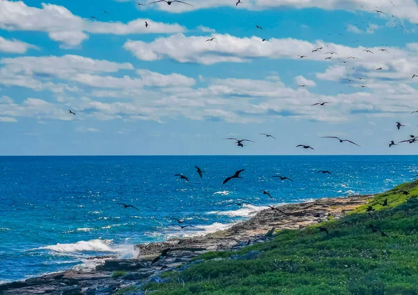 Fregat bird birds flock are flying around with blue sky background above the natural tropical beach on the beautiful island of Contoy in Quintana Roo Mexico.