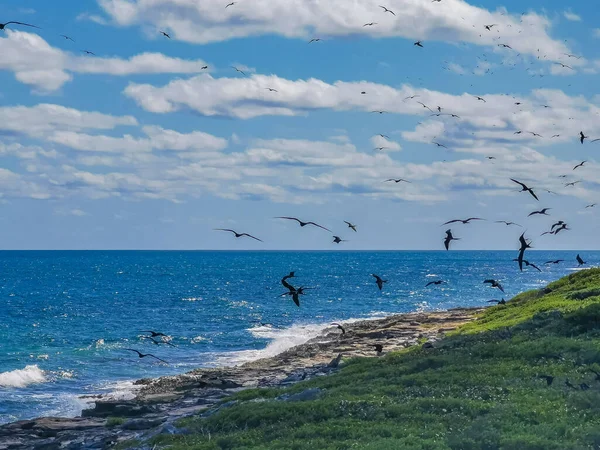 Fregat bird birds flock are flying around with blue sky background above the natural tropical beach on the beautiful island of Contoy in Quintana Roo Mexico.