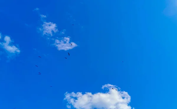 Fregat Vogelschwärme Fliegen Vor Blauem Himmel Über Dem Strand Auf — Stockfoto