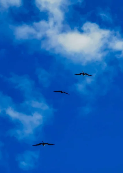 Fregat Bird Birds Flock Flying Blue Sky Background Beach Beautiful — Foto de Stock