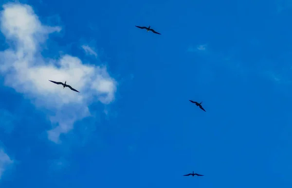 Fregat Bird Birds Flock Flying Blue Sky Background Beach Beautiful — Photo
