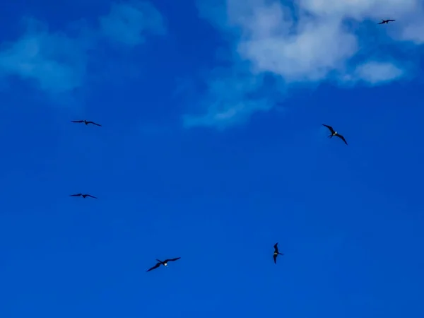 Fregat Pássaro Pássaros Rebanho Estão Voando Redor Com Fundo Azul — Fotografia de Stock