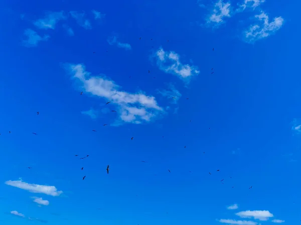 Fregat bird birds flock are flying around with blue sky background above the beach on the beautiful island of Contoy in Quintana Roo Mexico.