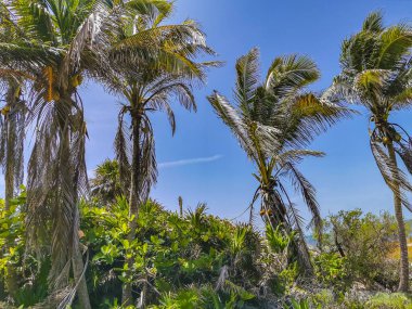 Antik Tulum 'daki doğal deniz manzarası ve plaj manzarası, Tulum Meksika' daki tropikal doğal orman palmiye ağaçları içindeki tapınak kalıntıları ve sanat eserleriyle Maya bölgesini harabeye çeviriyor..