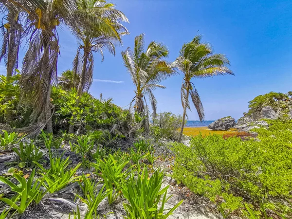Natural Seascape Beach Panorama View Ancient Tulum Ruins Mayan Site — 스톡 사진