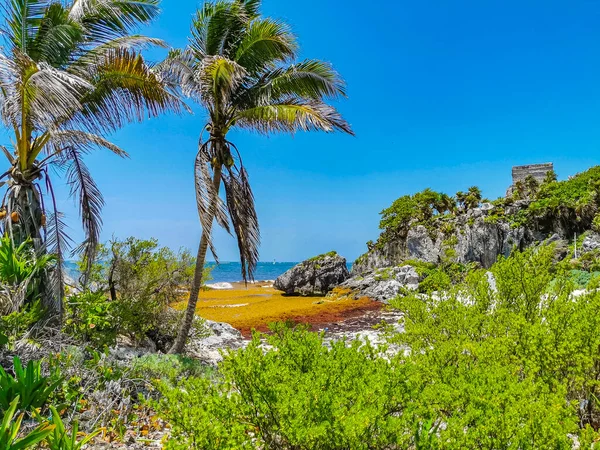 Natural Seascape Beach Panorama View Ancient Tulum Ruins Mayan Site — 图库照片