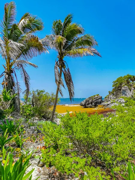 Natural Seascape Beach Panorama View Ancient Tulum Ruins Mayan Site — ストック写真