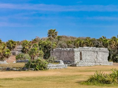 Antik Tulum, Tulum Meksika 'daki tropikal doğal orman palmiyesi ve deniz manzarasında tapınak kalıntıları ve eserlerle Maya bölgesini harabeye çeviriyor..