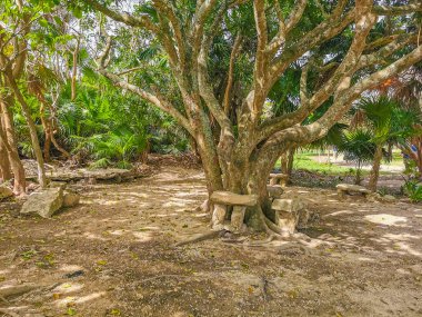 Ancient Tulum ruins Mayan site with temple ruins pyramids and artifacts in the tropical natural jungle forest palm and seascape panorama view in Tulum Mexico.