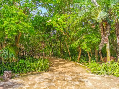 Antik Tulum, Tulum Meksika 'daki tropikal doğal orman palmiyesi ve deniz manzarasında tapınak kalıntıları ve eserlerle Maya bölgesini harabeye çeviriyor..