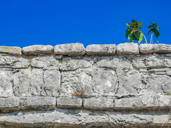 Texture and pattern of the ancient Tulum ruins Mayan site with temple ruins pyramids and artifacts in the tropical natural jungle forest palm and seascape panorama view in Tulum Mexico.