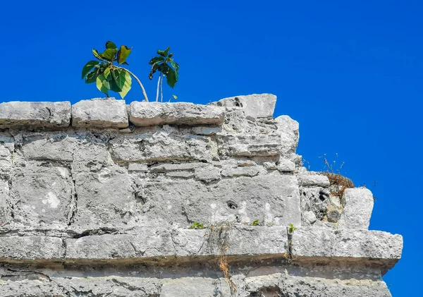 Texture and pattern of the ancient Tulum ruins Mayan site with temple ruins pyramids and artifacts in the tropical natural jungle forest palm and seascape panorama view in Tulum Mexico.