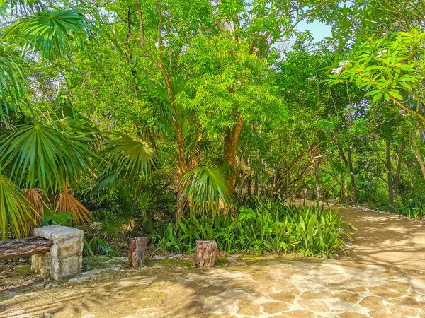 Antik Tulum, Tulum Meksika 'daki tropikal doğal orman palmiyesi ve deniz manzarasında tapınak kalıntıları ve eserlerle Maya bölgesini harabeye çeviriyor..