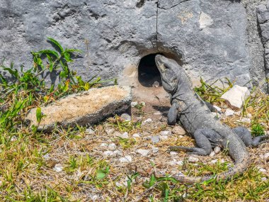 Dev Iguana kertenkelesi Tulum 'daki kayalıklardaki deliğe sürünerek girer. Tapınak kalıntıları, piramitler ve Tulum Mexico' daki tropikal doğal orman palmiyesinin kalıntıları ile Maya bölgesini harabeye çevirir..