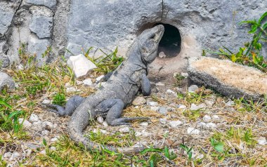 Dev Iguana kertenkelesi Tulum 'daki kayalıklardaki deliğe sürünerek girer. Tapınak kalıntıları, piramitler ve Tulum Mexico' daki tropikal doğal orman palmiyesinin kalıntıları ile Maya bölgesini harabeye çevirir..
