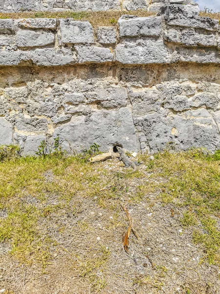 Huge Iguana Gecko Animal Crawls Hole Rock Tulum Ruins Mayan — Fotografia de Stock