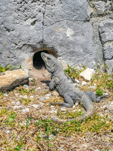 Huge Iguana Gecko Animal Crawls Hole Rock Tulum Ruins Mayan — Stock Photo, Image