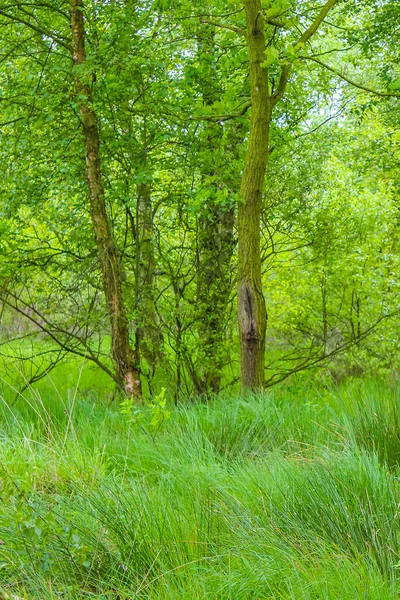 Cielo Nuvoloso Con Bella Foresta Naturale Paesaggio Agricolo Panorama Bassa — Foto Stock