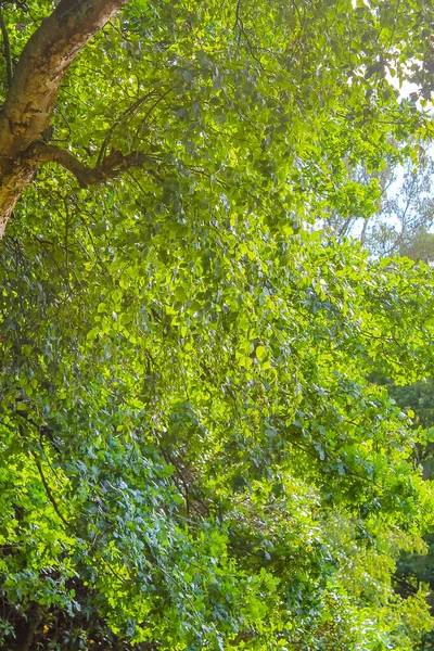 Вид Природної Краси Панораму Стежками Зеленими Деревами Лісі Буергерпарк Ґестменде — стокове фото