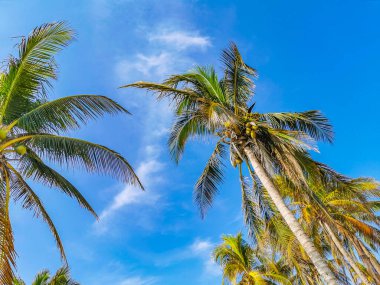 Hindistan cevizi ve mavi gökyüzü geçmişi olan tropik doğal Meksika palmiyeleri Tulum Meksika 'daki arkeolojik alanı harap ediyor..
