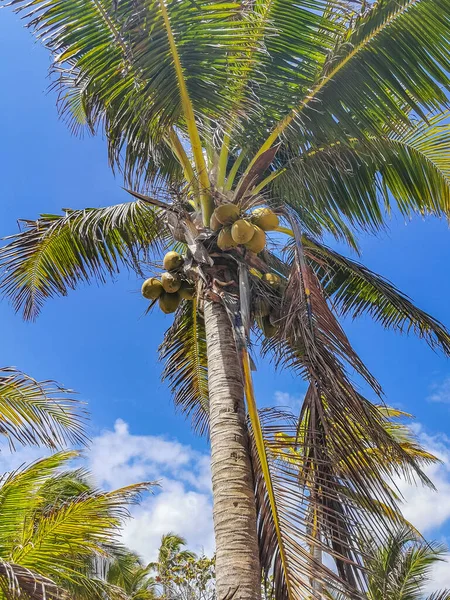 Tropical Natural Mexican Palm Trees Coconuts Blue Sky Background Tulum — Stockfoto