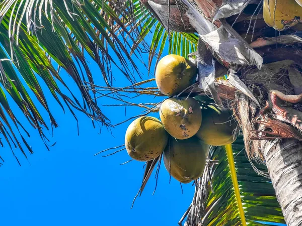 Tropical Natural Mexican Palm Tree Coconuts Blue Sky Background Tulum — Foto de Stock
