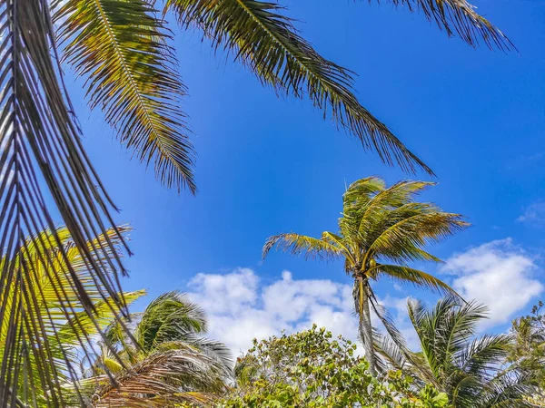 Tropikalne Naturalne Meksykańskie Palmy Orzechami Kokosowymi Niebieskim Tle Nieba Ruinach — Zdjęcie stockowe