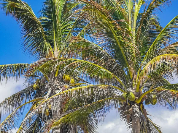 Hindistan Cevizi Mavi Gökyüzü Geçmişi Olan Tropik Doğal Meksika Palmiyeleri — Stok fotoğraf