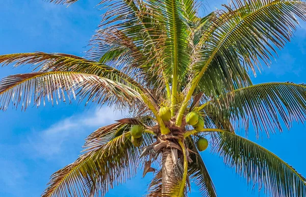 Tropical Natural Mexican Palm Tree Coconuts Blue Sky Background Tulum — Φωτογραφία Αρχείου