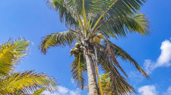 Tropical Natural Mexican Palm Tree Coconuts Blue Sky Background Tulum — Φωτογραφία Αρχείου