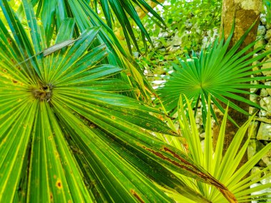 Hindistan cevizi ve mavi gökyüzü geçmişi olan tropik doğal Meksika palmiyeleri Tulum Meksika 'daki arkeolojik alanı harap ediyor..