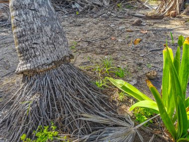 Hindistan cevizi ve mavi gökyüzü arka planına sahip tropik doğal Meksika palmiyesi Tulum Meksika 'daki arkeolojik alanı harap ediyor..