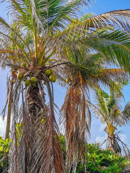Tropical Natural Mexican Palm Trees Coconuts Blue Sky Background Tulum — Stock Photo, Image