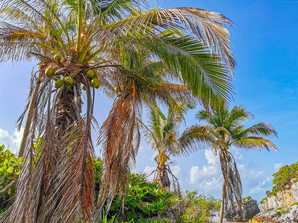 Tropical Natural Mexican Palm Trees Coconuts Blue Sky Background Tulum — ストック写真