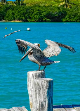 Pelicans pelican bird birds on port of the Isla Contoy island harbor with turquoise blue water in Quintana Roo Mexico.