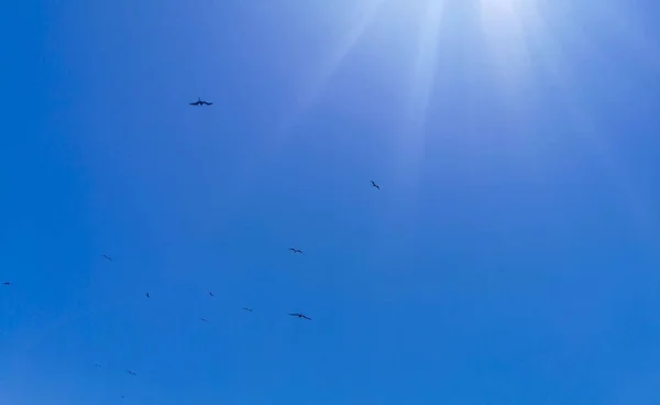 Fregat Vogelschwärme Fliegen Vor Blauem Himmel Über Dem Strand Auf — Stockfoto