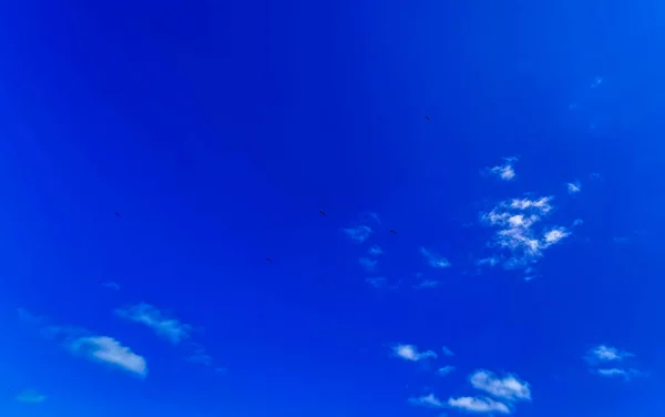 Fregat Ptáci Hejna Létají Modrou Oblohou Pozadí Nad Pláží Krásném — Stock fotografie
