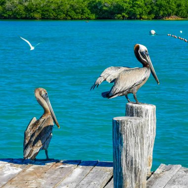 Pelikan ve martı kuşları, Quintana Roo Mexico 'da turkuaz mavi suları olan Ada Konfeksiyon Adası limanında..