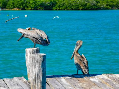 Pelikan ve martı kuşları, Quintana Roo Mexico 'da turkuaz mavi suları olan Ada Konfeksiyon Adası limanında..